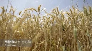 اطلاع رسانی شباب